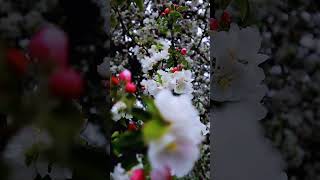 Apple Blossom #bollywood #music #lyrics #kashmir #snowfall