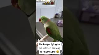 Lovely and Smart Parrot | amazing parrot