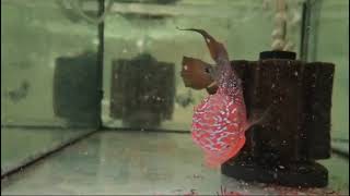 Flowerhorn