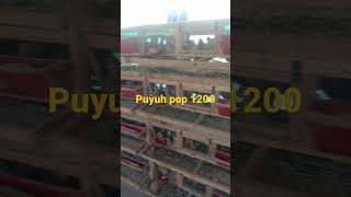 Luar biasa puyuh pop 1200 ekor