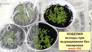 Лобелия. Всходы рассады при выращивания методом без пикировка.