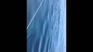 Aegean Sea Dolphin Fun