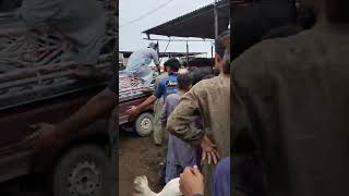 bachra bht taklef ma ha Allah kher kry/cow mandi