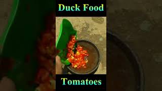 Duck Feed Tomatoes #Viral #Shorts