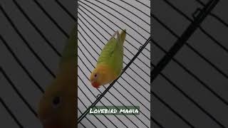 beautifull love bird - indahnya lovebird