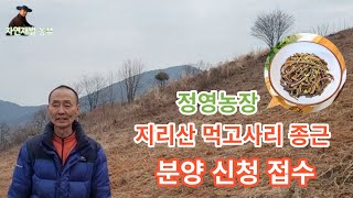 정영농장 2024년 고사리 종근 분양 신청을 받고 있습니다