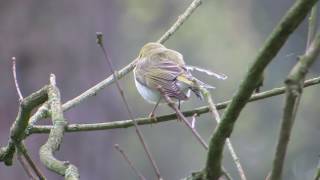 Waldlaubsänger mit Gesang im Müritz Nationalpark in Speck  _ #vogelbeobachtung