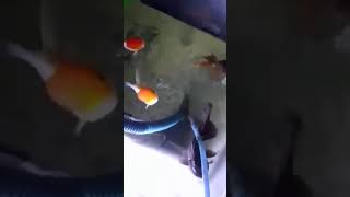 Redcap & black oranda goldfish