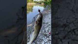 Son got a catfish Hot Fishing day #explore #fish #fishing #camping