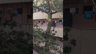 Jadavpur New Boy's Hostel #jadavpuruniversity #hostel #tranding #hostellife #viral