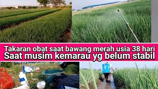 pengobatan rutinan,saat bawang merah umur 38 hari