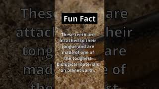 Fun Fact: 🐌🦷 They what!?!? #shorts #facts #nature #viral #animals