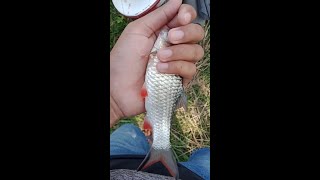 mancing di sarang ikan derbang... dapat babonnya  #mancing #angler #sahabatangler