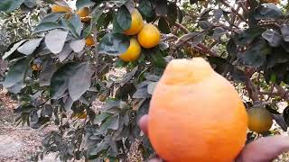 Regardez le Tangélo minneola au Sénégal.