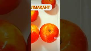 АЛМА ҚАНТ.  Яблочный чупа чупс.candy applees.#shorts#яблоки