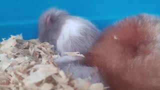 Cute Hamster Family Napping Together