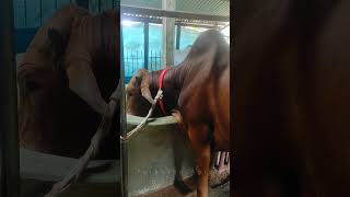 sultan #shahiwal #goru #gorurkhamar #গরু #cow #cowvideos #viral