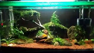 Planted tank no co2 no ferts 15g