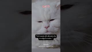 Nel ronzio del silenzio che avvolge la notte #gatto #animali #aforismi #frasedelgiorno