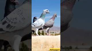 Pigeon #shorts #bird #shortsviral #viralvideos #nafeespigeon #kabootar