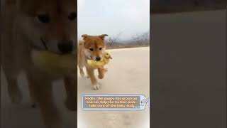 Puppy & His Mother Duck! 👩