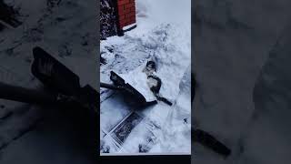 Cat Asks For Shovel Ride During Snow Remove