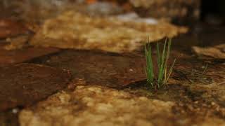 Mountain River plant water stones Brown