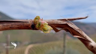 Sogrape in every grape: The magic of a new cycle in the vineyard