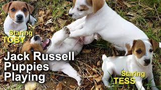 Jack Russell Puppies Playing