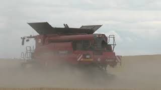 Maximale Schlagkraft in Rot Case 9230 Axial Flow der Agrar GmbH  in der Getreideernte Weizen Dresche