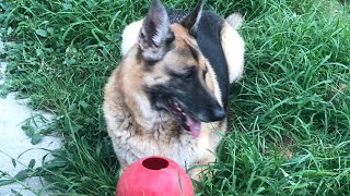 Happy Dogs Playtime! Play with your pets everyday! 💕