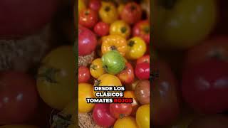 ¡Increíble! El secreto para cultivar tomates en casa y obtener cosechas abundantes todo el año 🍅