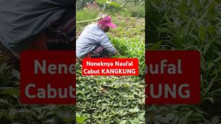 🔴 CABUT KANGKUNG 🔴 #youtubeshorts #shorts