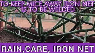 Rain, Care, Iron Net |  To Keep Mice Away, Weld Iron Net With Grill Of Terrace | @FLAME-U Music