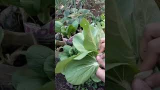 Harvest Pokcoy & Green Lettuce | Panen Pakcoy & Selada