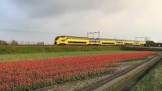 Trains and tulips