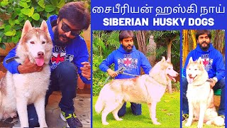 SIBERIAN HUSKY DOGS | சைபீரியன் ஹஸ்கி நாய்கள் |  Facts about Huskies | தமிழில்