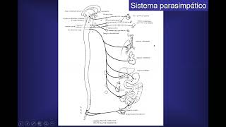 sindromes disautonómicos  Dra  Ludueña