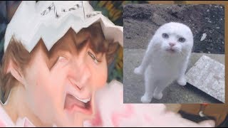 Reacting to Cat Memes