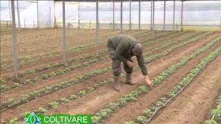 Coltivare insieme 4 - La coltivazione del pomodoro in struttura protetta, in provincia di Firenze