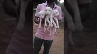 Rajapalayam dog male & female puppy available location Rajapalayam call me 7639524433