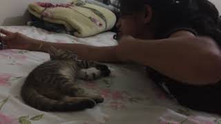 Cat & thuheen disturb to mother