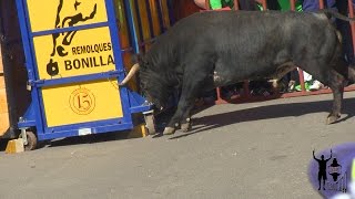 Tensiones en Alba de Tormes con los Toros de Patio de resina y de Francisco Madrazo. YoTaurino.net