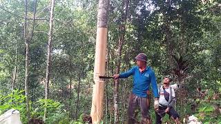 toritorial cinnamomum cassia,kayu manis/kulit manis park1