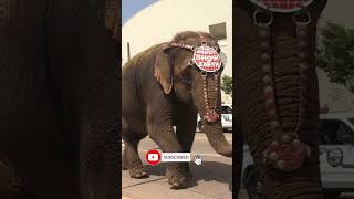 The Tragic Story Of Tyke, The ‘Elephant Outlaw’ | Daily Animal Facts #shorts