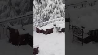 Heavy Snowfall in #dalhousie #shorts #vlog #food #shortsvideo #shortvideos