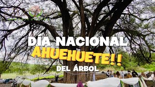 Día Nacional del Árbol AHUEHUETE