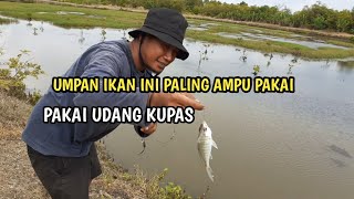 Umpan Udang Kupas Paling Ampu Untuk Ikan Ini || traditional Fishing || Mancing Seru