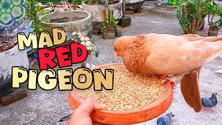 Red Pigeon Eats Like Crazy in Soil Bowl 🥣 | Must-See Pigeon Feeding Moment! #birdwatching