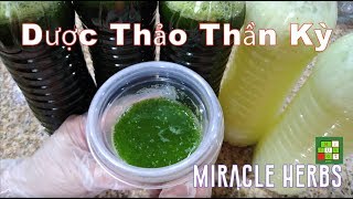 Dược Thảo Ngăn Ngừa Nhiều Bệnh | Making the Miracle Herbs Drink - #225